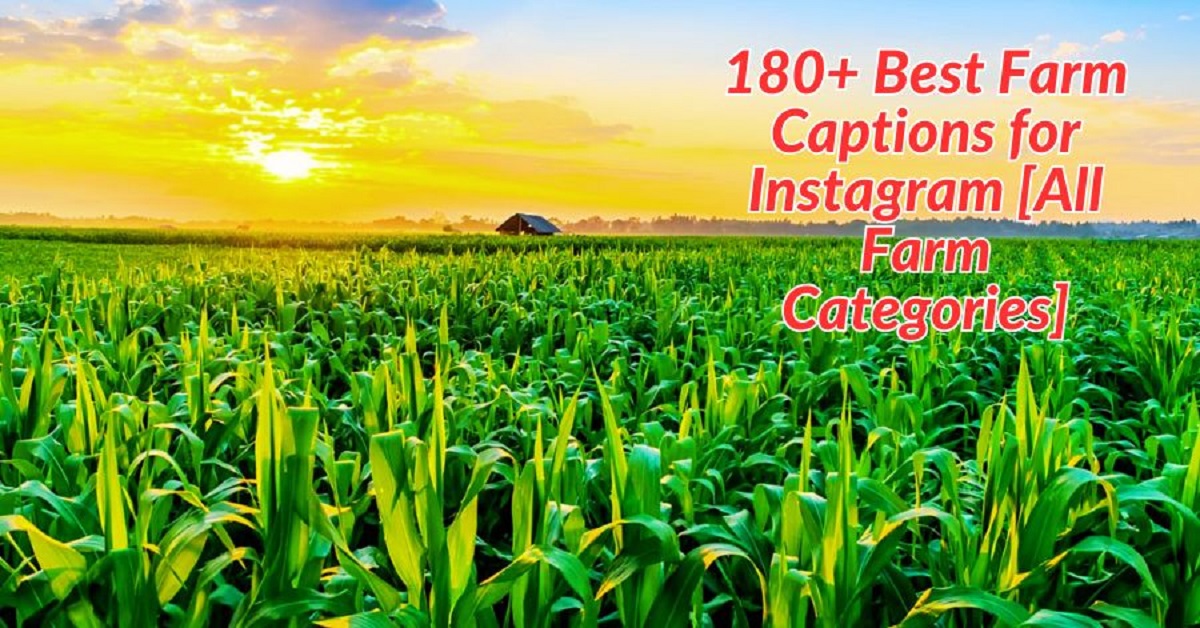 Read more about the article 180+ Best Farm Captions for Instagram [All Farm Categories]