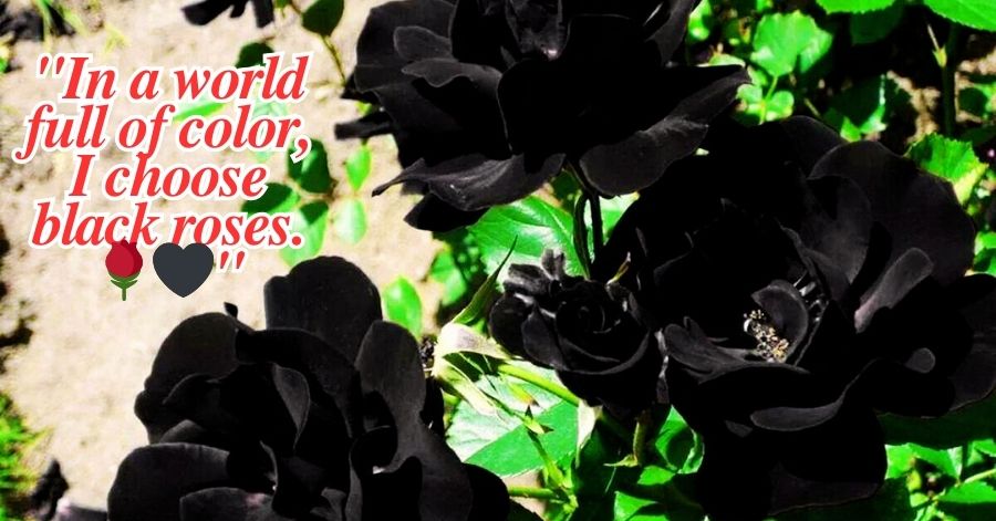 Black Rose Captions