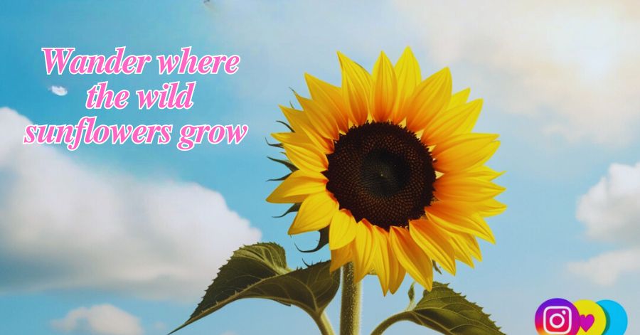 Sunflower Captions for Instagram 